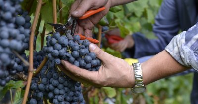 grapes wimmen_lagrein.jpg